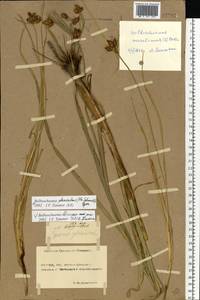 Bolboschoenus planiculmis (F.Schmidt) T.V.Egorova, Eastern Europe, Rostov Oblast (E12a) (Russia)