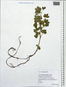 Ribes uva-crispa, Eastern Europe, North-Western region (E2) (Russia)