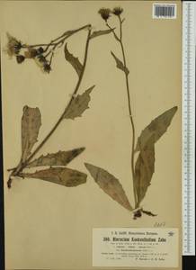 Hieracium kuekenthalianum subsp. kuekenthalianum, Western Europe (EUR) (Austria)