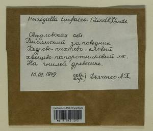 Herzogiella turfacea (Lindb.) Z. Iwats., Bryophytes, Bryophytes - Permsky Krai, Udmurt Republic, Sverdlovsk & Kirov Oblasts (B8) (Russia)