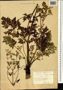Anthriscus sylvestris subsp. sylvestris, Caucasus, North Ossetia, Ingushetia & Chechnya (K1c) (Russia)