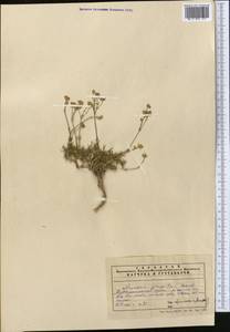 Eremogone griffithii (Boiss.) Ikonn., Middle Asia, Pamir & Pamiro-Alai (M2) (Uzbekistan)