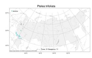 Ptelea trifoliata L., Atlas of the Russian Flora (FLORUS) (Russia)