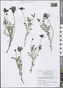 Astragalus stenoceras C.A.Mey., Siberia, Altai & Sayany Mountains (S2) (Russia)