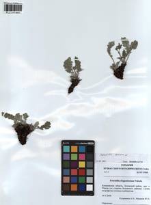 Potentilla sericea L., Siberia, Altai & Sayany Mountains (S2) (Russia)