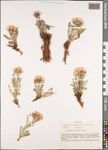 Saussurea pricei N. D. Simpson, Siberia, Altai & Sayany Mountains (S2) (Russia)