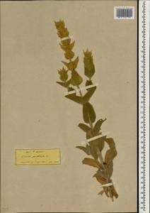 Sideritis perfoliata L., South Asia, South Asia (Asia outside ex-Soviet states and Mongolia) (ASIA) (Turkey)