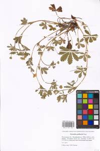 Potentilla thuringiaca Bernh. ex Link, Eastern Europe, Moscow region (E4a) (Russia)
