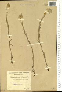 Leontopodium leontopodioides (Willd.) Beauverd, Siberia, Baikal & Transbaikal region (S4) (Russia)