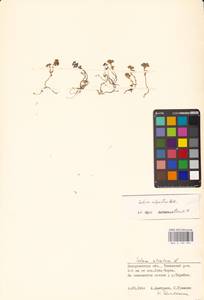 Sedum alpestre Vill., Eastern Europe, West Ukrainian region (E13) (Ukraine)