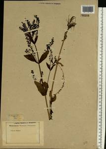Veronica anagallis-aquatica L., Eastern Europe, Rostov Oblast (E12a) (Russia)