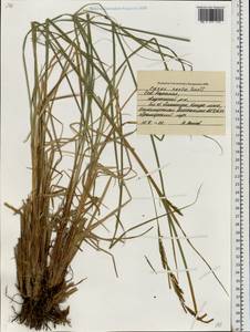 Carex recta Boott, Eastern Europe, Northern region (E1) (Russia)