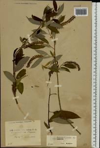 Salix triandra L., Eastern Europe, Belarus (E3a) (Belarus)