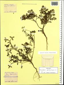 Caucalis platycarpos L., Caucasus, North Ossetia, Ingushetia & Chechnya (K1c) (Russia)