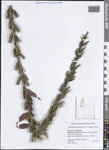 Oenothera × ersteinensis H.P.Linder & R.Jean, Eastern Europe, Moscow region (E4a) (Russia)