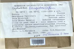 Cephalozia bicuspidata (L.) Dumort., Bryophytes, Bryophytes - Russian Far East (excl. Chukotka & Kamchatka) (B20) (Russia)