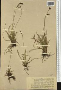 Carex sempervirens Vill., Western Europe (EUR) (Germany)