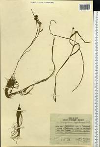 Sparganium hyperboreum Laest. ex Beurl., Siberia, Russian Far East (S6) (Russia)