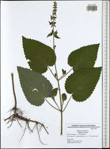 Stachys sylvatica L., Eastern Europe, Central region (E4) (Russia)