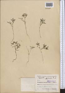 Euphorbia inderiensis Less. ex Kar. & Kir., Middle Asia, Pamir & Pamiro-Alai (M2) (Uzbekistan)