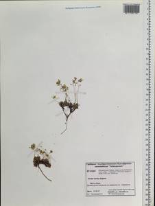 Draba lactea Adams, Siberia, Central Siberia (S3) (Russia)