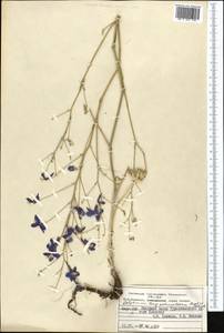 Delphinium longipedunculatum Regel & Schmalh., Middle Asia, Pamir & Pamiro-Alai (M2) (Kyrgyzstan)