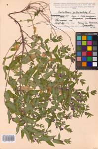 MHA 0 155 385, Scutellaria galericulata L., Eastern Europe, Central forest-and-steppe region (E6) (Russia)