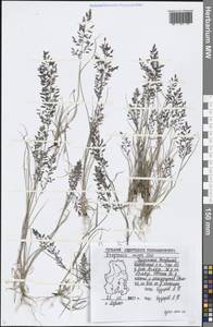 Eragrostis minor Host, Eastern Europe, Volga-Kama region (E7) (Russia)