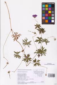 Geranium sanguineum L., Eastern Europe, Central region (E4) (Russia)