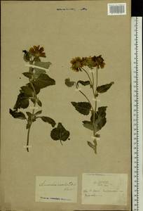 Verbesina encelioides (Cav.) Benth. & Hook. fil. ex A. Gray, Botanic gardens and arboreta (GARD) (Ukraine)