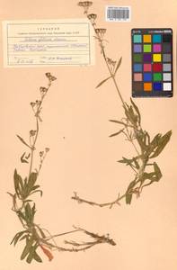 Silene foliosa Maxim., Siberia, Russian Far East (S6) (Russia)