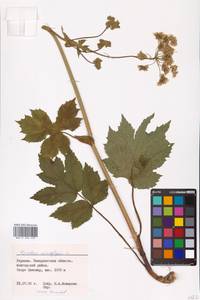 Heracleum sphondylium L., Eastern Europe, West Ukrainian region (E13) (Ukraine)