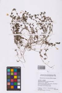 Ranunculus circinatus Sibth., Eastern Europe, Central forest-and-steppe region (E6) (Russia)