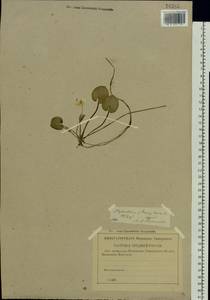 Hydrocharis morsus-ranae L., Eastern Europe, North-Western region (E2) (Russia)