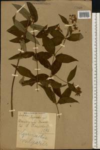 Lysimachia vulgaris L., Eastern Europe, North Ukrainian region (E11) (Ukraine)
