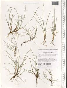 Carex pauciflora Lightf., Eastern Europe, Northern region (E1) (Russia)