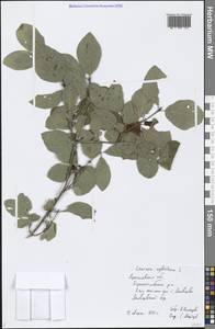 Lonicera xylosteum L., Eastern Europe, Central forest region (E5) (Russia)