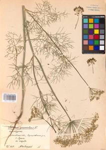 Anethum graveolens L., Eastern Europe, Moscow region (E4a) (Russia)