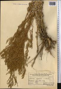 Artemisia ferganensis Krasch. ex Poljakov, Middle Asia, Pamir & Pamiro-Alai (M2) (Uzbekistan)