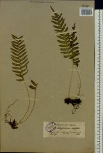 Polypodium vulgare L., Eastern Europe, North-Western region (E2) (Russia)
