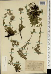 Potentilla taurica Willd. ex Schltdl., Crimea (KRYM) (Russia)