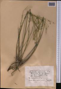 Euphorbia seguieriana Neck., Middle Asia, Caspian Ustyurt & Northern Aralia (M8) (Kazakhstan)