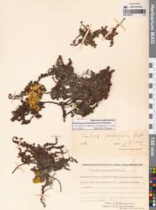 Saxifraga oppositifolia subsp. ajanica (Sipliv.) Vorosch., Siberia, Chukotka & Kamchatka (S7) (Russia)