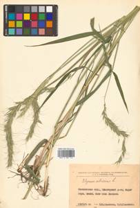 Elymus sibiricus L., Siberia, Russian Far East (S6) (Russia)