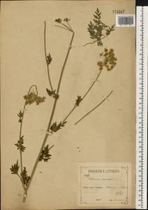 Selinum carvifolia (L.) L., Eastern Europe, Central forest-and-steppe region (E6) (Russia)