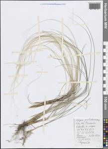 Stipa pulcherrima K.Koch, Crimea (KRYM) (Russia)