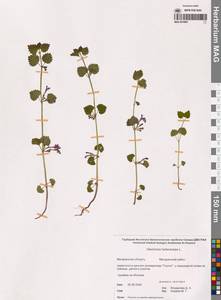 Glechoma hederacea L., Siberia, Chukotka & Kamchatka (S7) (Russia)