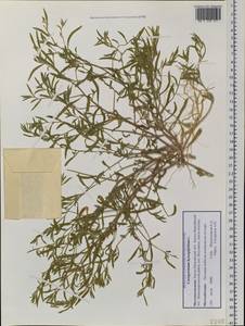 Corispermum hyssopifolium L., Siberia, Western Siberia (S1) (Russia)