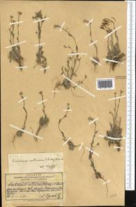 Crucihimalaya mollissima (C.A. Mey.) Al-Shehbaz, O'Kane & R.A. Price, Middle Asia, Pamir & Pamiro-Alai (M2) (Kyrgyzstan)