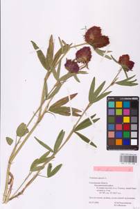 Trifolium alpestre L., Eastern Europe, Western region (E3) (Russia)